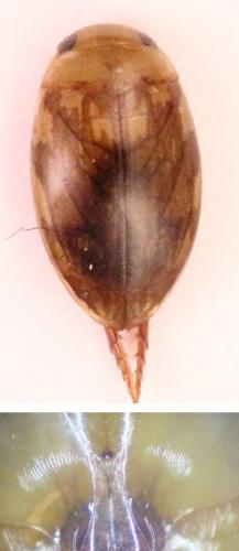 Réf. 202 282 : Laccophilus hyalinus